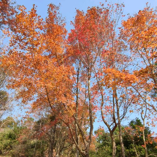 ✨打卡元朗最美紅葉楓香林🍁🍂📸✨ ✨打卡元朗最美紅葉楓香林🍁🍂📸✨