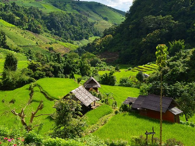 ชมวิว พักผ่อน ในบรรยากาศนาข้าวเขียวขจี ชมวิว พักผ่อน ในบรรยากาศนาข้าวเขียวขจี