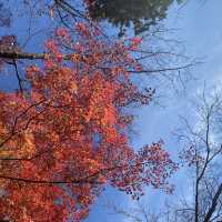【京都・南禅寺】まだまだ見頃の紅葉