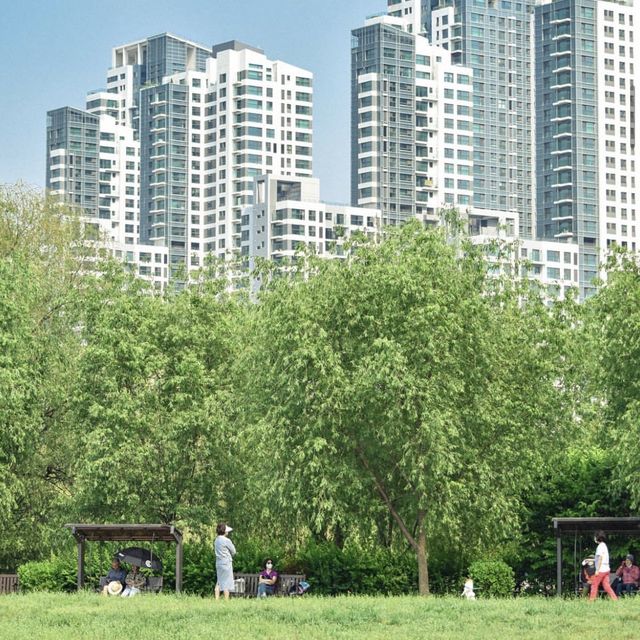 서울 유채꽃 명소, 서래섬