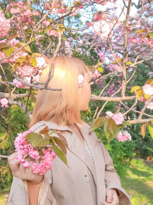 부산 민주공원, 겹벚꽃 명소 추천