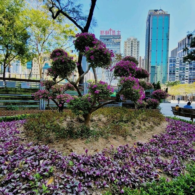 賞花好去處 ～ 維多利亞公園 