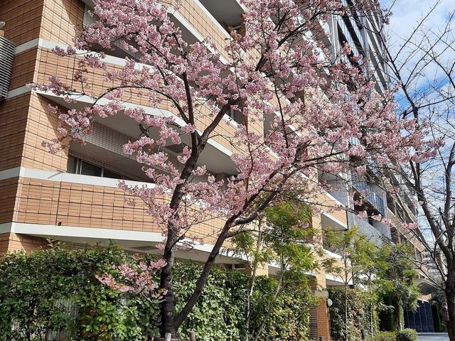 日本東京賞花攻略