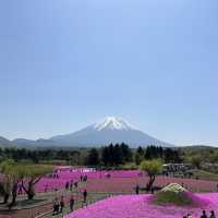 今が見頃！5月上旬のおすすめスポット