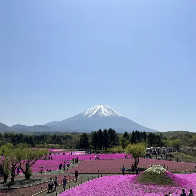 今が見頃！5月上旬のおすすめスポット