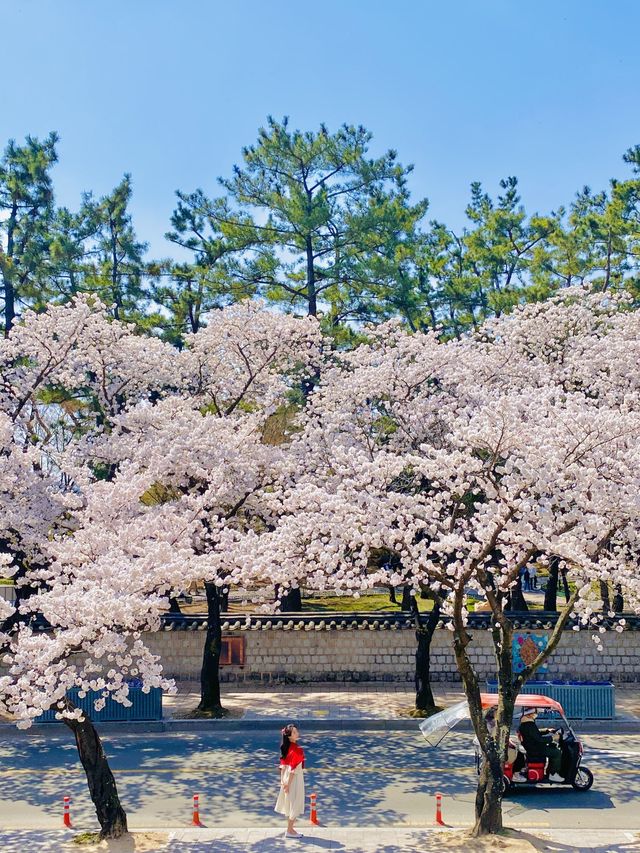 올 봄 핫플이었던 대릉원 돌담길 벚꽃길🌸