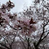 満開の桜！