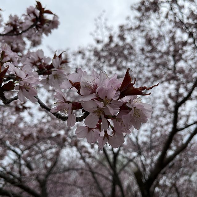 満開の桜！