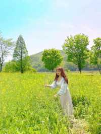 (✿ฺ。석장리 계절별 꽃단지 - 유채꽃편 ✿ฺ) 