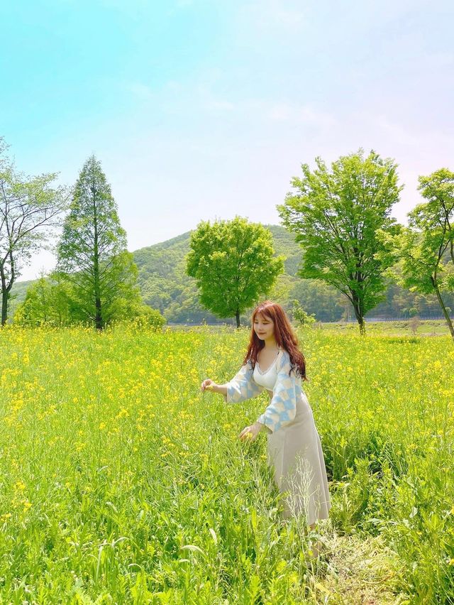 (✿ฺ。석장리 계절별 꽃단지 - 유채꽃편 ✿ฺ) 