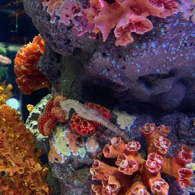 泰國｜曼谷水族館🐬暹羅海洋世界