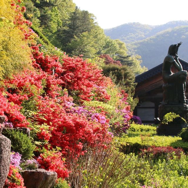 용인 와우정사 여름 속 편안함 찾기 🍀