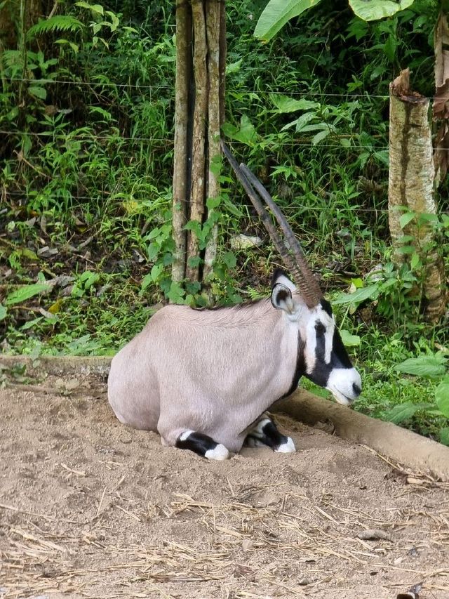 Cebu Safari and Adventure Park