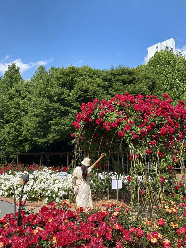 1년에 3번 볼 수 있는 아름다운 곳🌹