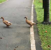 บริหารปอด รับอากาศสดชิ่น