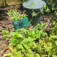 Urban Farm at Funan