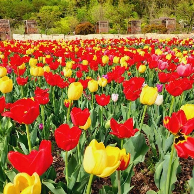 Plentiful tulips at Bucheon Mureungdowon