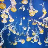 【新江ノ島水族館】神奈川県/江ノ島