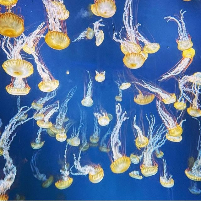 【新江ノ島水族館】神奈川県/江ノ島