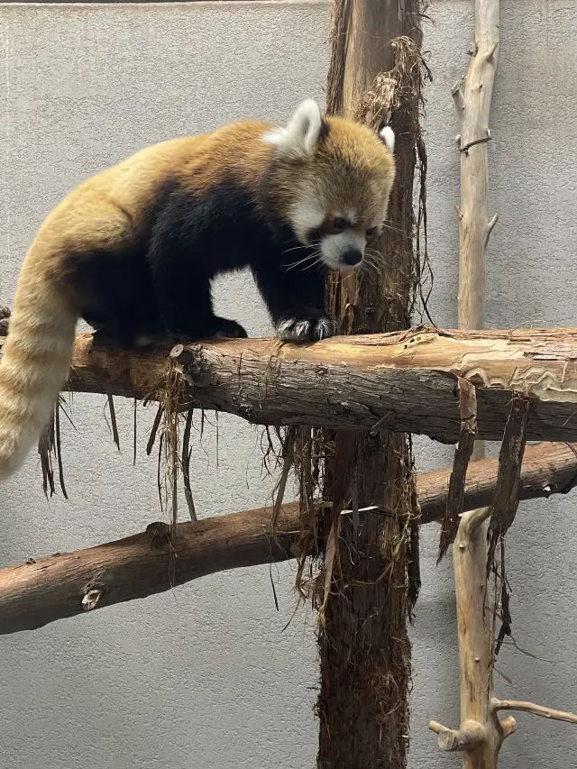 さっぽろ円山動物園