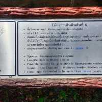 อุทยานแห่งชาติไม้กลายเป็นหิน 