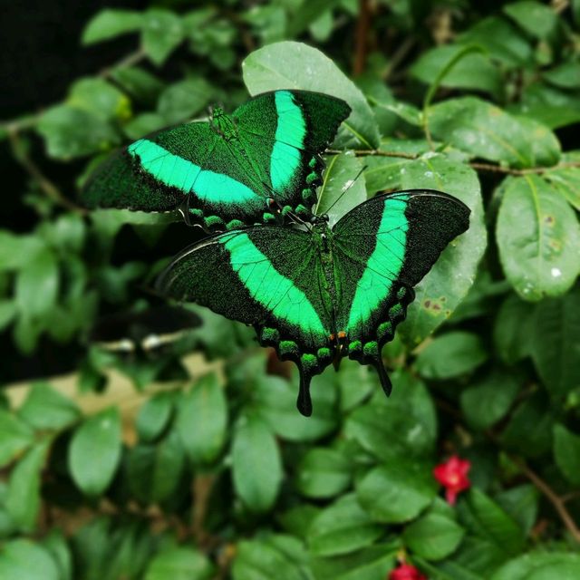 Butterflies Up-Close