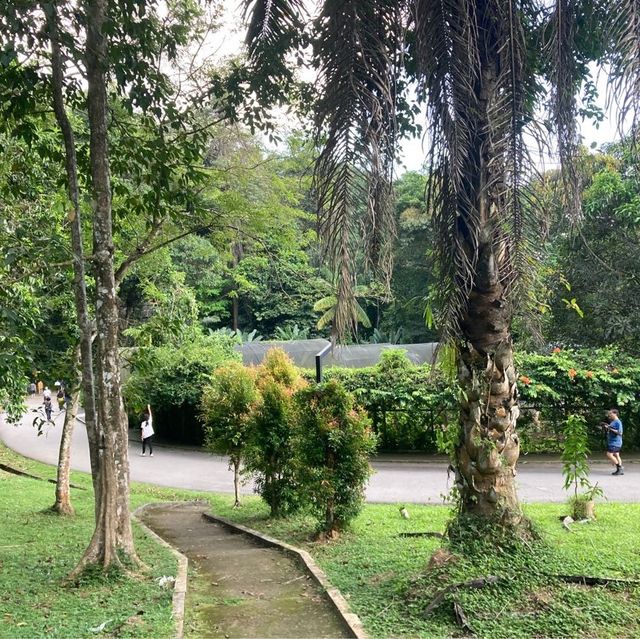 気軽に自然を感じられるパワースポット　ペナン植物園