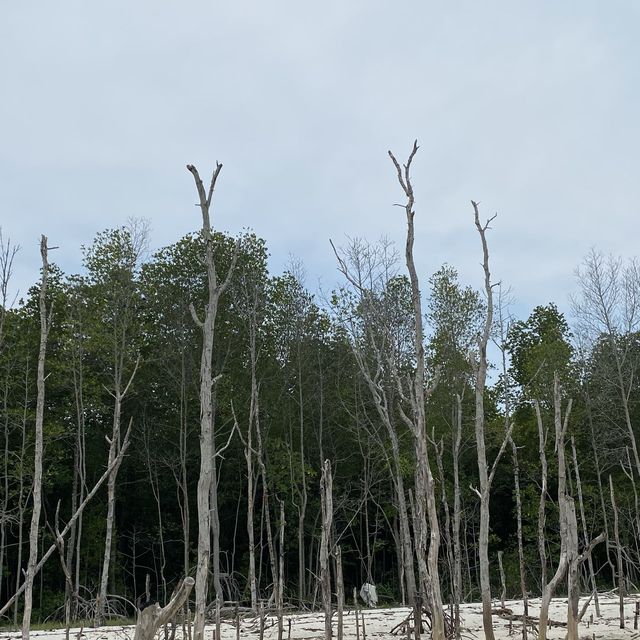 Kayak & exploring Bagan Lalang 