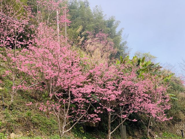 阿里山石棹步道群-櫻之道