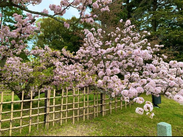 京都　KYOTO SAKURAめぐり❗️京都御苑の車返桜に感動❗️