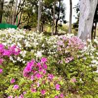 ［維多利亞公園］- 賞花好時機🌸🌺💐