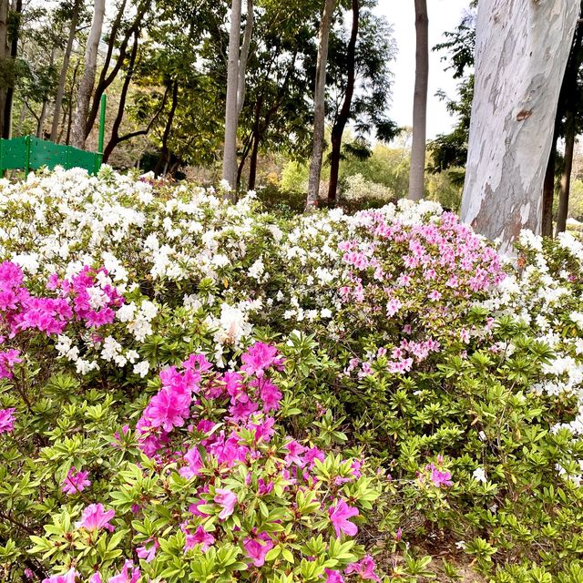 ［維多利亞公園］- 賞花好時機🌸🌺💐