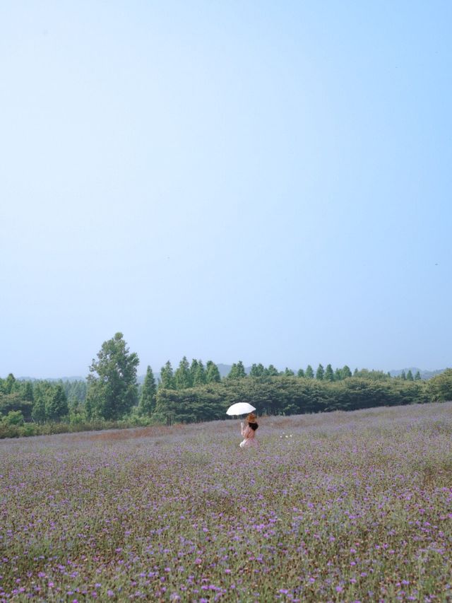 아그로랜드 수레국화 보러 나들이 가요 💙