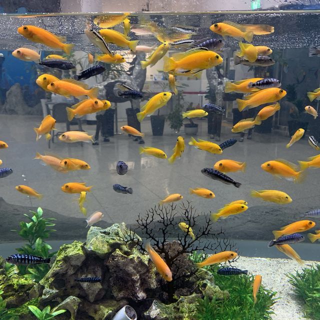 Beautiful creatures 