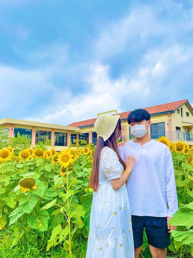 아직도 해바라기 못본 사람 없죠? 경주 해바라기 카페!