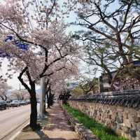 Cherry Blossoms at Seoak-dong, Gyeongju