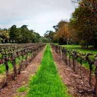 Barossa Valley, A Tourist Attraction