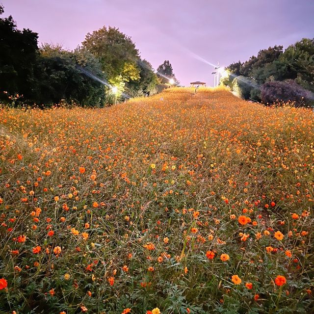 韓国/ソウル【オリンピック公園】韓国の秋🧡オレンジのコスモス畑