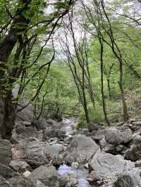 용문사 🌲 은행나무가 유명한 곳