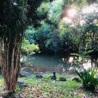 風光明媚🪷🌤Daan Forest Park 大安森林公園
