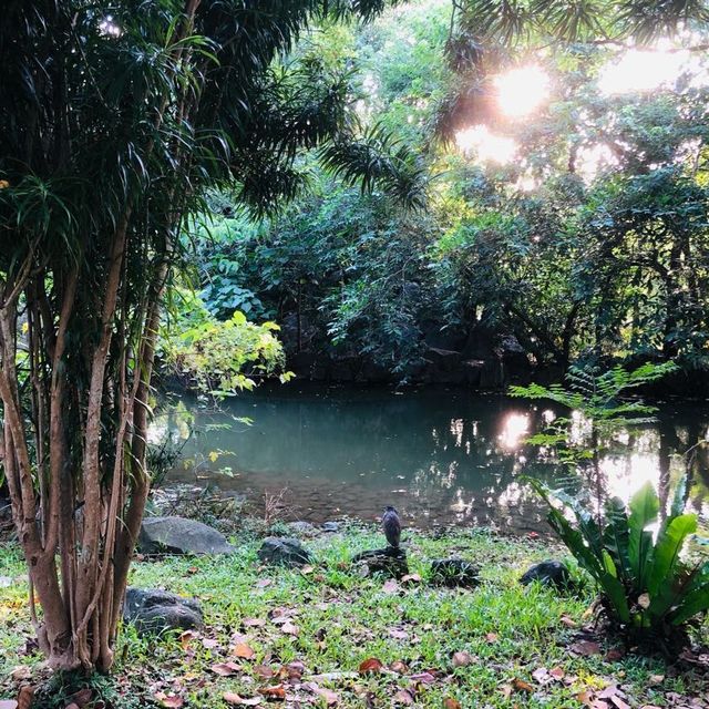 風光明媚🪷🌤Daan Forest Park 大安森林公園