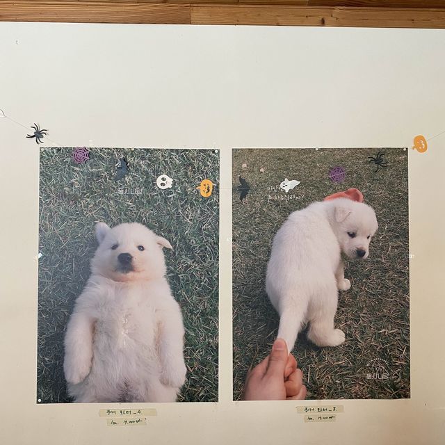 풍산개의 매력에 빠질 수 있는 곳