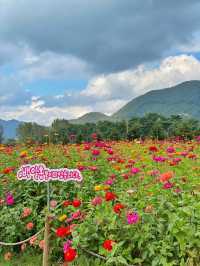 서울 근교에 이렇게 넓은 백일홍 꽃밭이 있다고? 💐