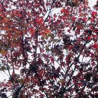 【佐賀】秋のひまわり園 紅葉してました