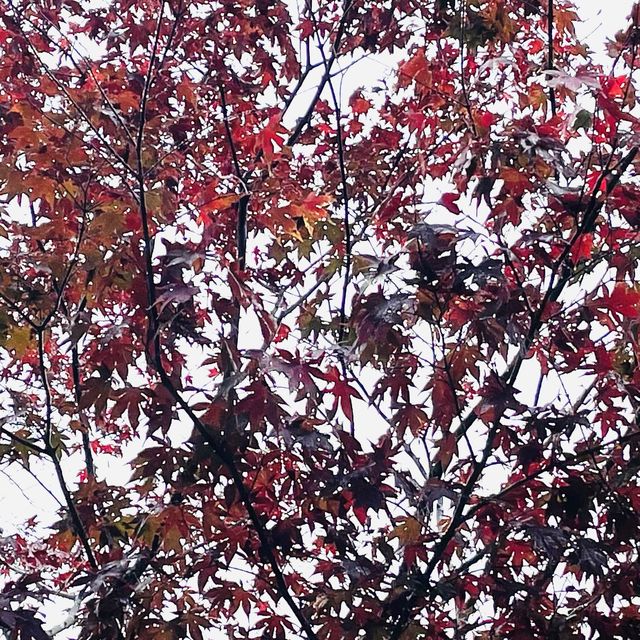【佐賀】秋のひまわり園 紅葉してました