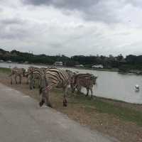 Get close to Animals in Bangkok