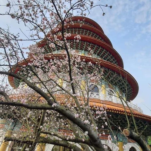 天元宮後山櫻花園區