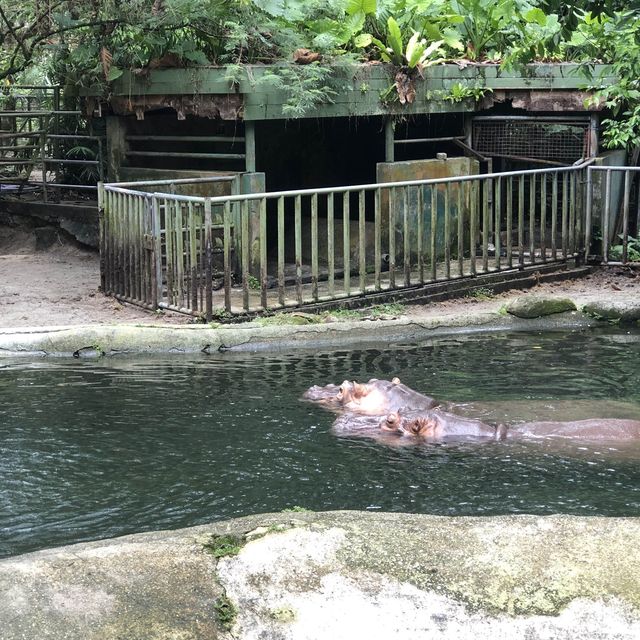 Fun Day at Zoo Negara