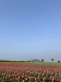 제주 보롬왓, 튤립 꽃밭에서 인생샷 어때요🌷📷