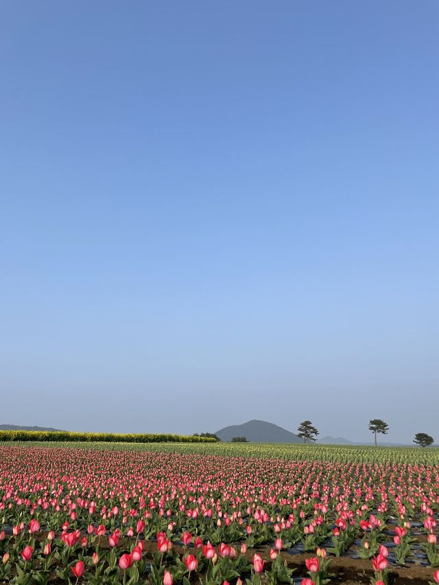 제주 보롬왓, 튤립 꽃밭에서 인생샷 어때요🌷📷